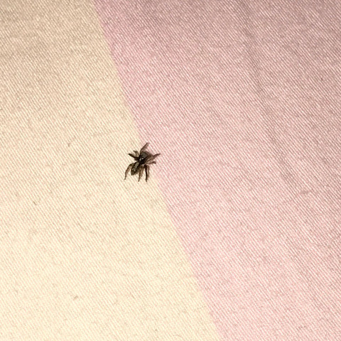 33 frisch Bild Spinne Im Bett - Spinne Im Bett Was Tun Focus De : Aber ...