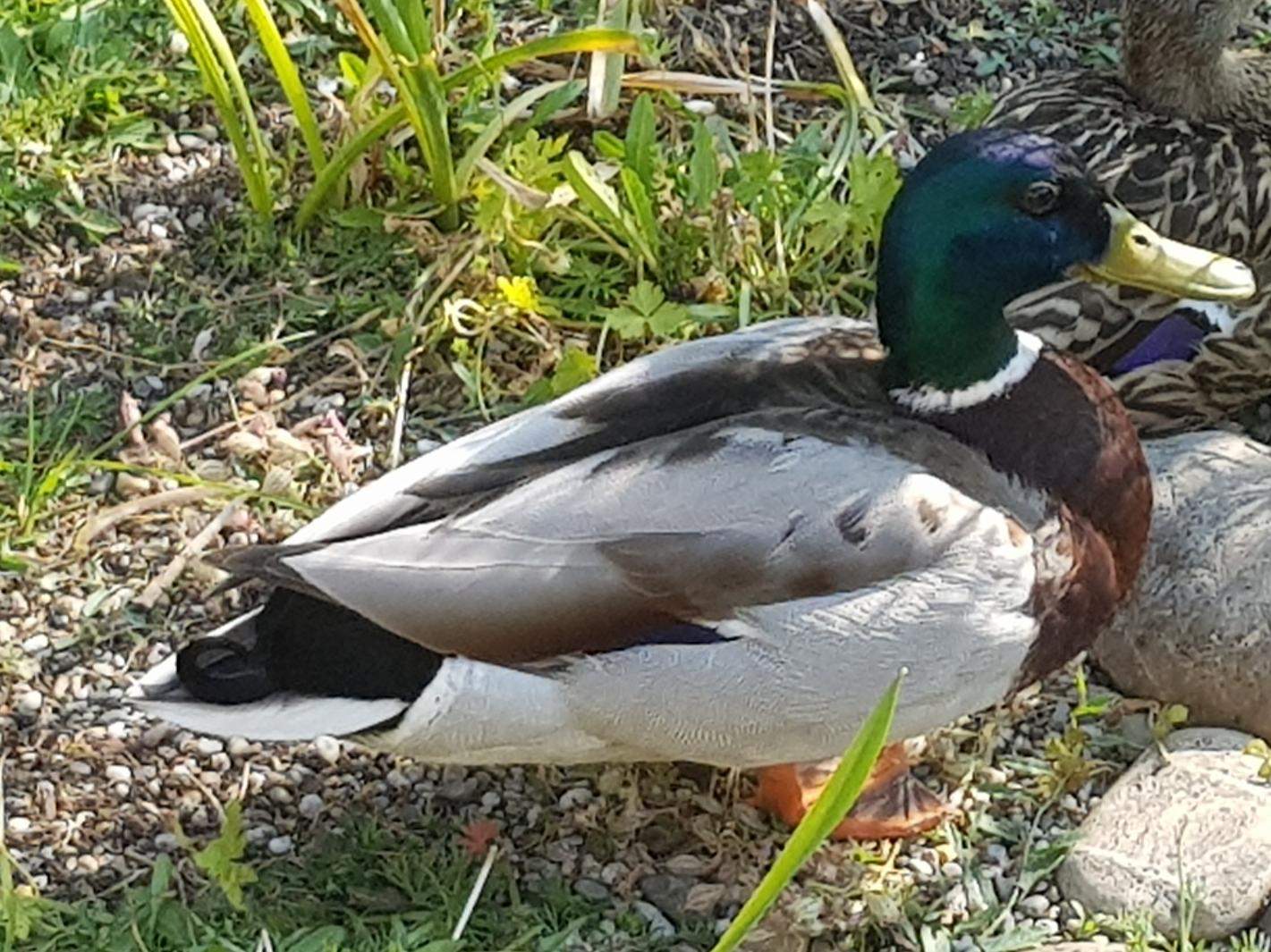 Ist das eine süße ente? (Geflügel)