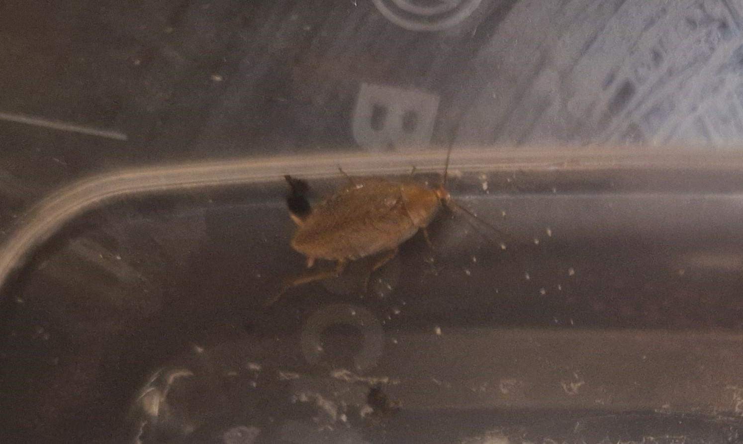 Ist das eine Waldschabe oder Deutsche Schabe? (Insekten, Schädlinge, Ungeziefer)