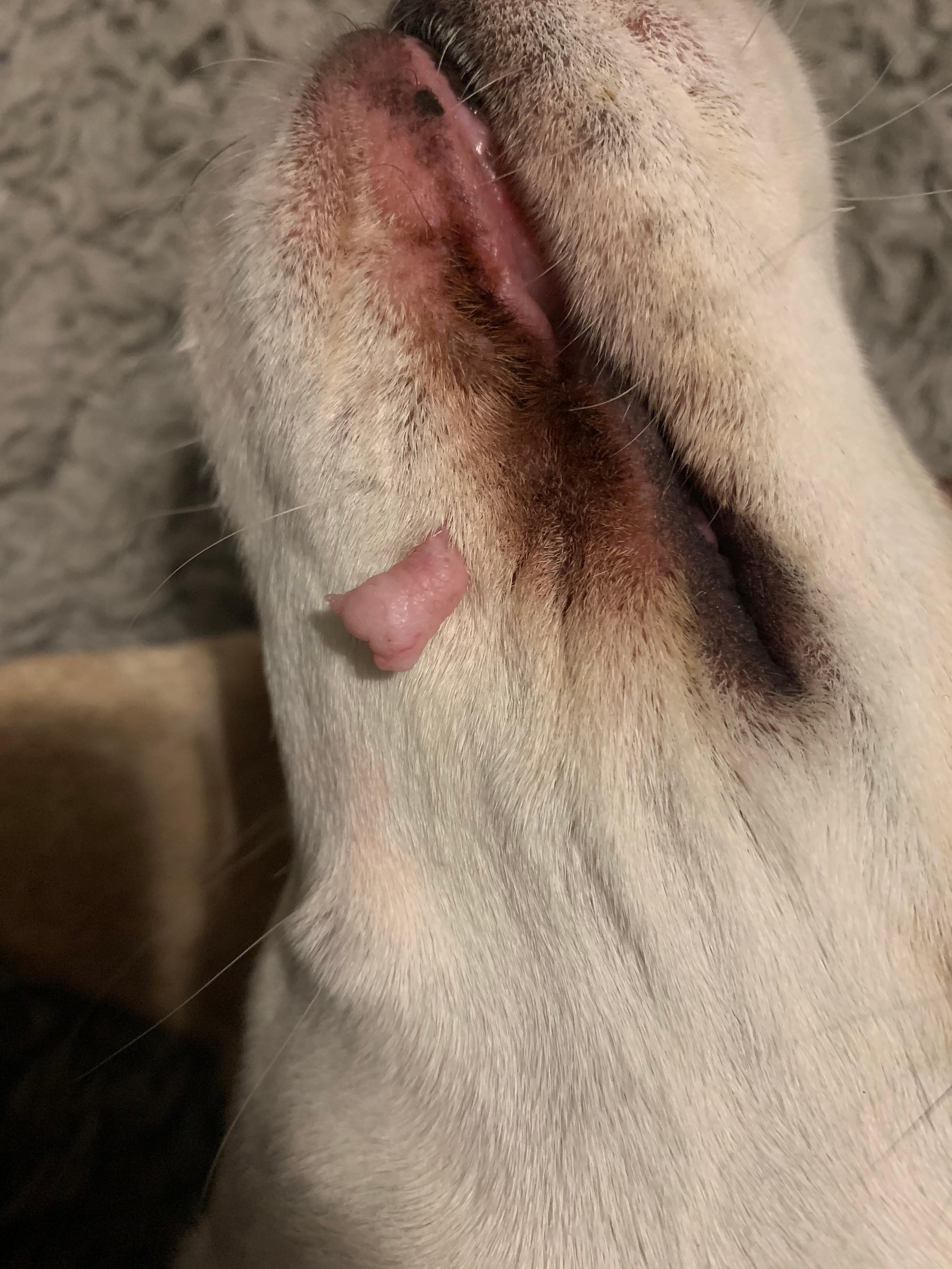 ist das eine warze bei meinem hund gesundheit und medizin tiere warzen