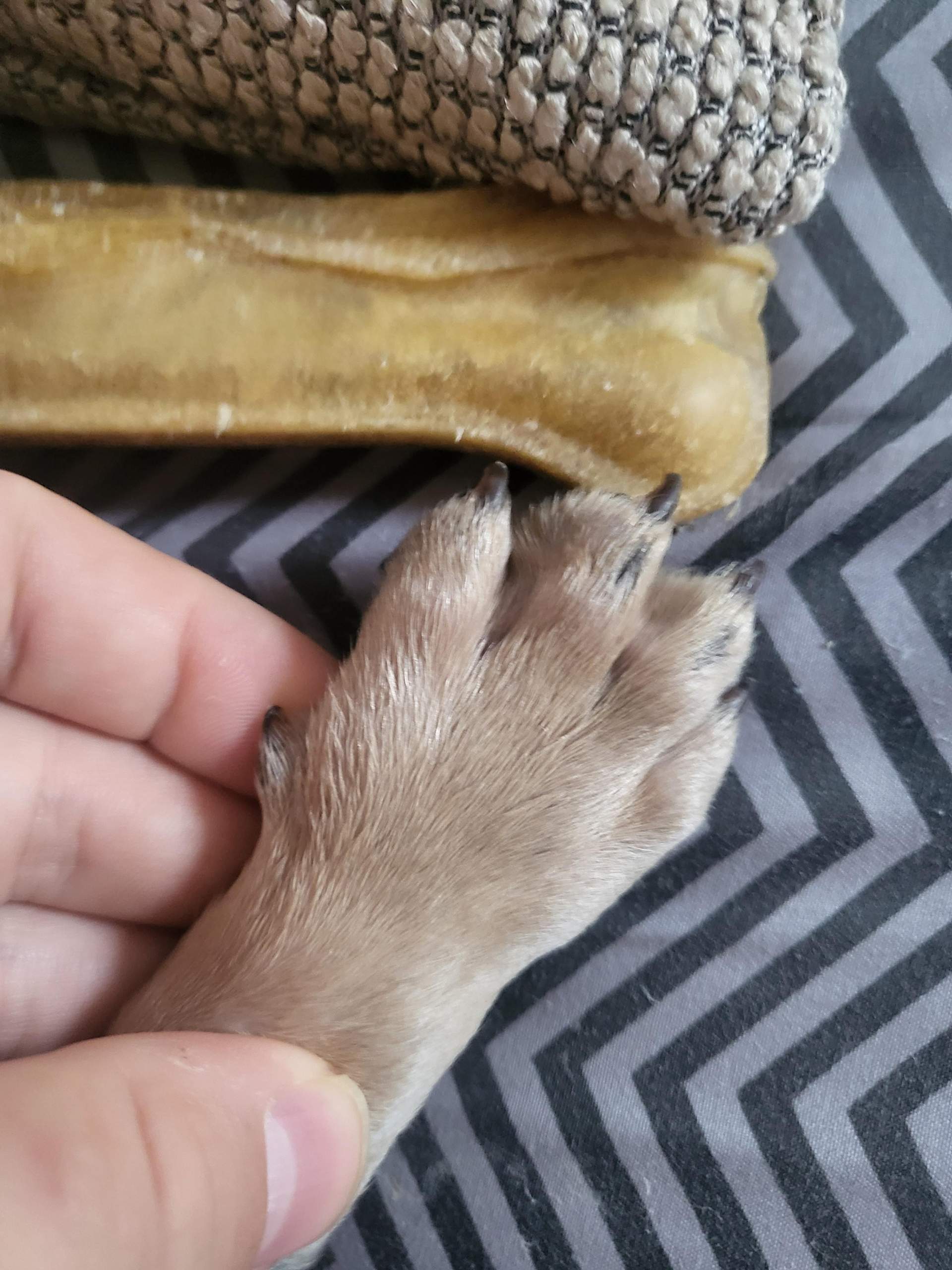 Ist das eine wolfskralle und haben alle hunde diese? (Gesundheit ...