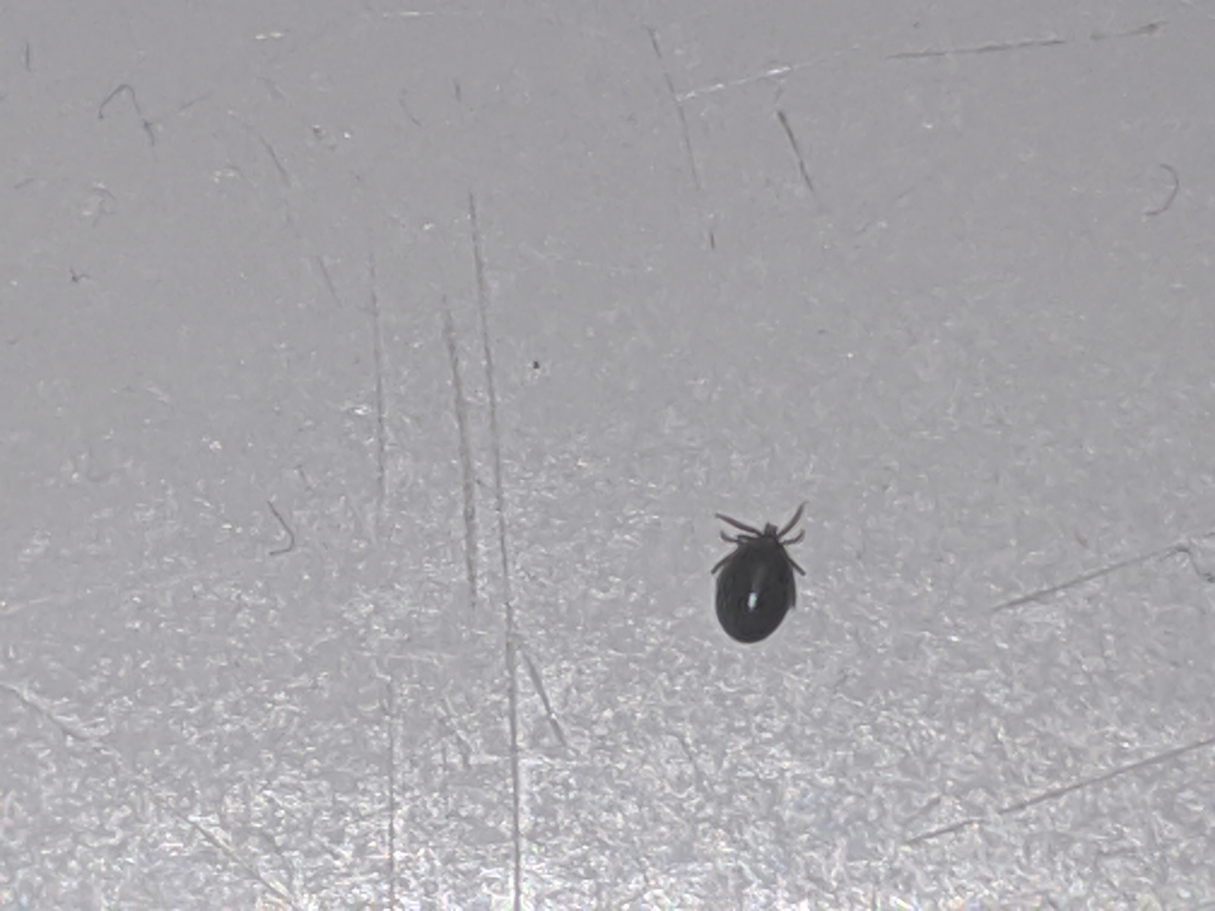 Ist das eine zecke?? (Zeckenbiss, insektenbiss, zeckenstich)