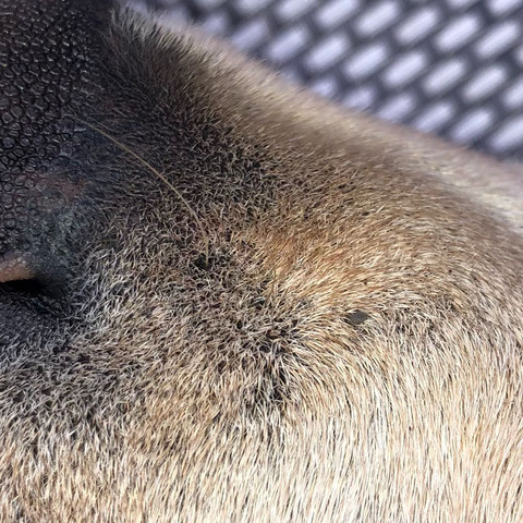 ist das eine zecke an der schnauze hund labrador