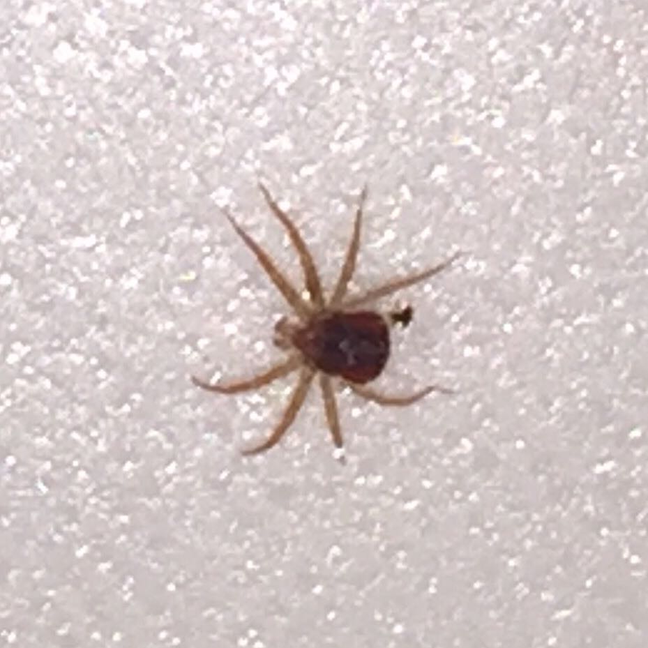 Ist das eine Zecke oder eine Spinne?
