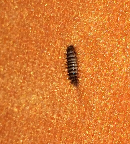 Ist das eventuell eine Bettwanze? (Biologie, Wohnung, Insekten)