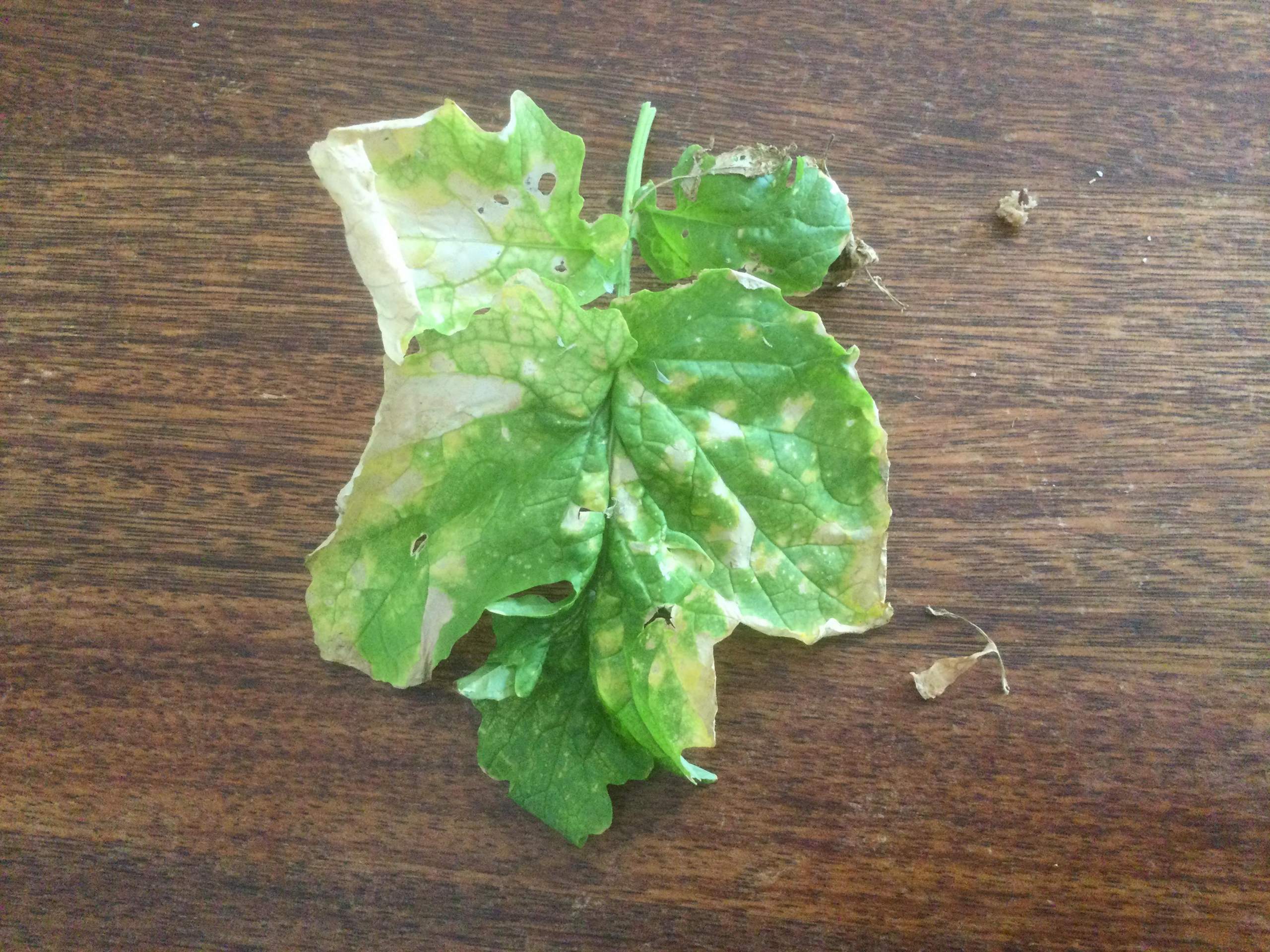 Ist das falscher Mehltau? (Pflanzen)