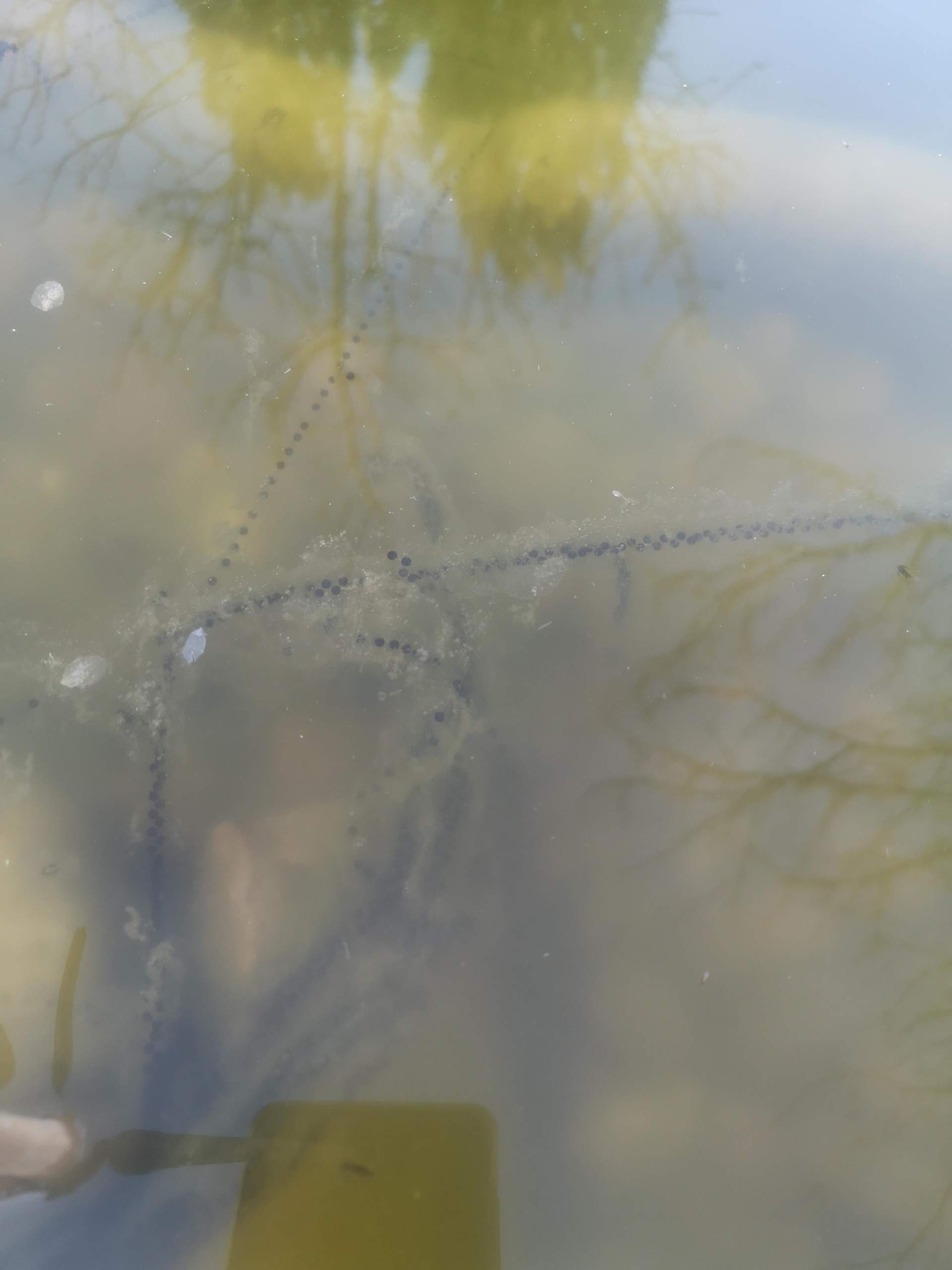 Ist das Frosch oder Fischlaich? (Fische, Teich)