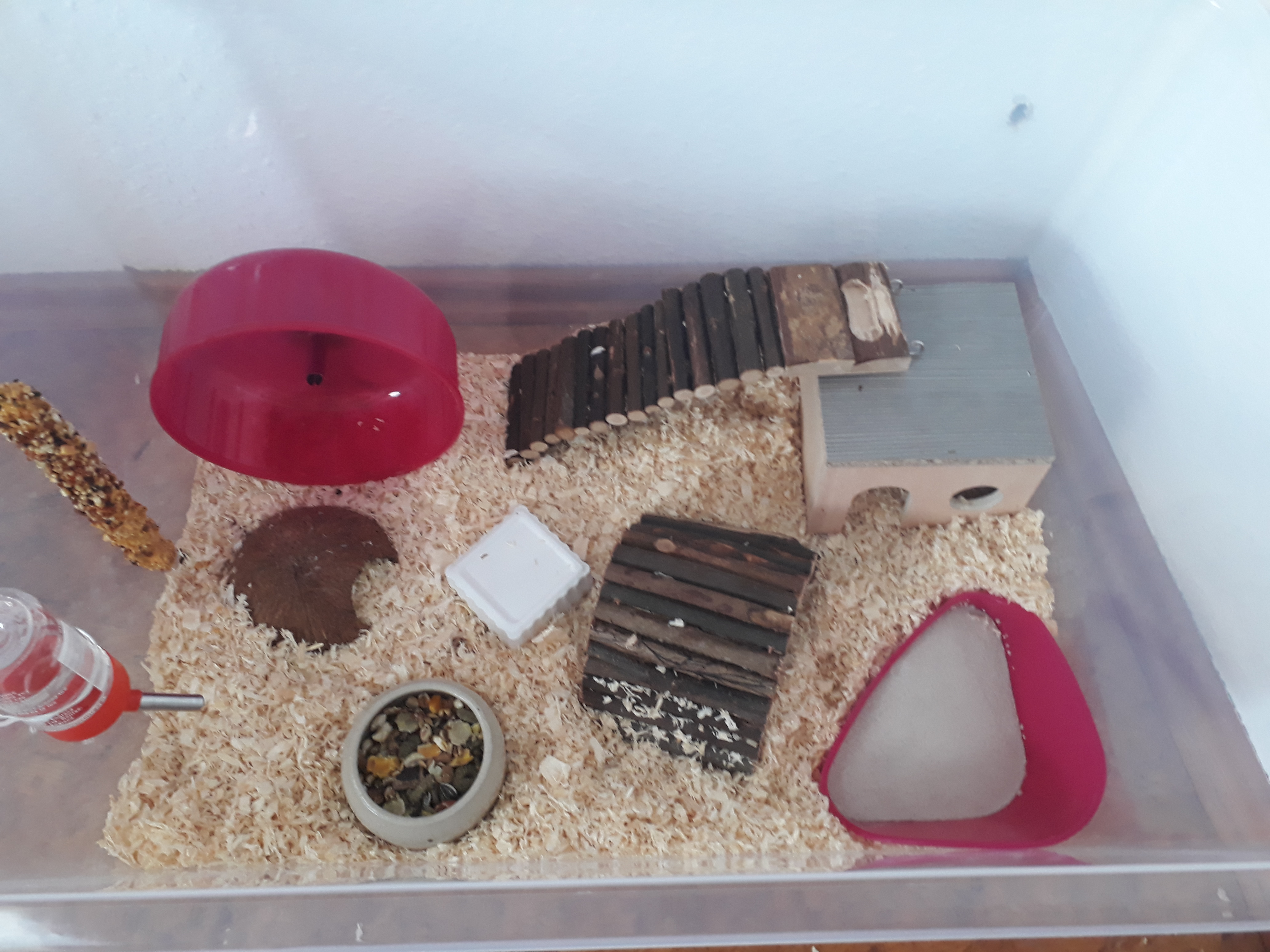 Ist das für ein Zwerghamster gut? (Tiere, Haustiere, Hamster) - 0 Original Ist das für ein Zwerghamster gut? (Tiere, Haustiere, Hamster) - 0 Original