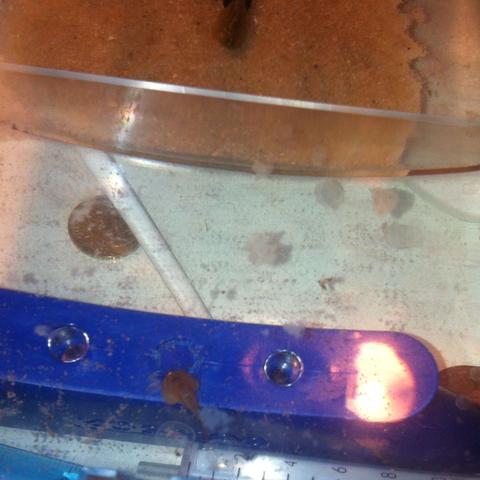 Die weisen dinger! - (gefährlich, triops)