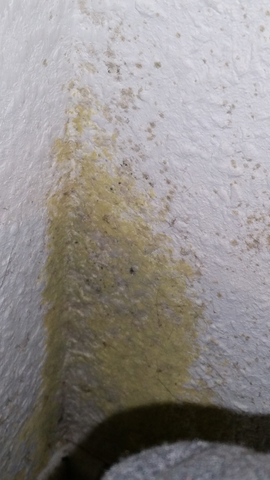 Ist das Gelber Schimmel an meiner Wand?