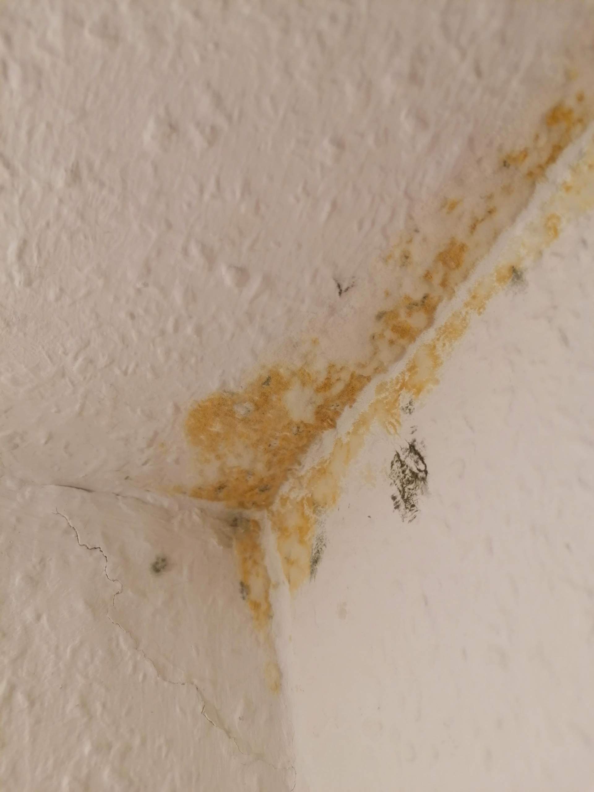 Ist das gelber schimmel (Schlafzimmer Fenster Außenwand)? (Wohnung) Ist das gelber schimmel (Schlafzimmer Fenster Außenwand)? (Wohnung)