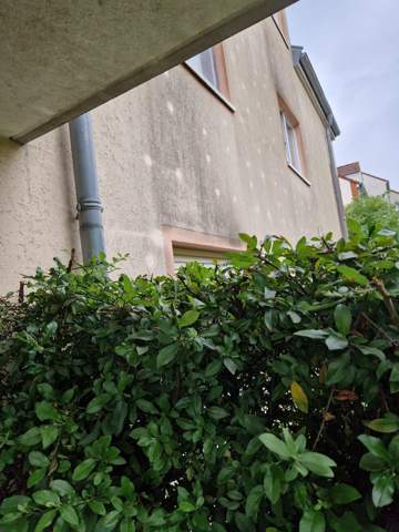 Ist das Haus schimmel? (Gesundheit, Wohnung, Schimmelbefall)