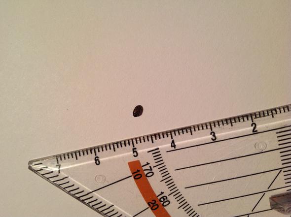 Ist Das Hier Eine Bettwanze Auf Meiner Matratze Gefunden Biologie Käfer Ungeziefer Ist Das Hier Eine Bettwanze Auf Meiner Matratze Gefunden Biologie Käfer Ungeziefer