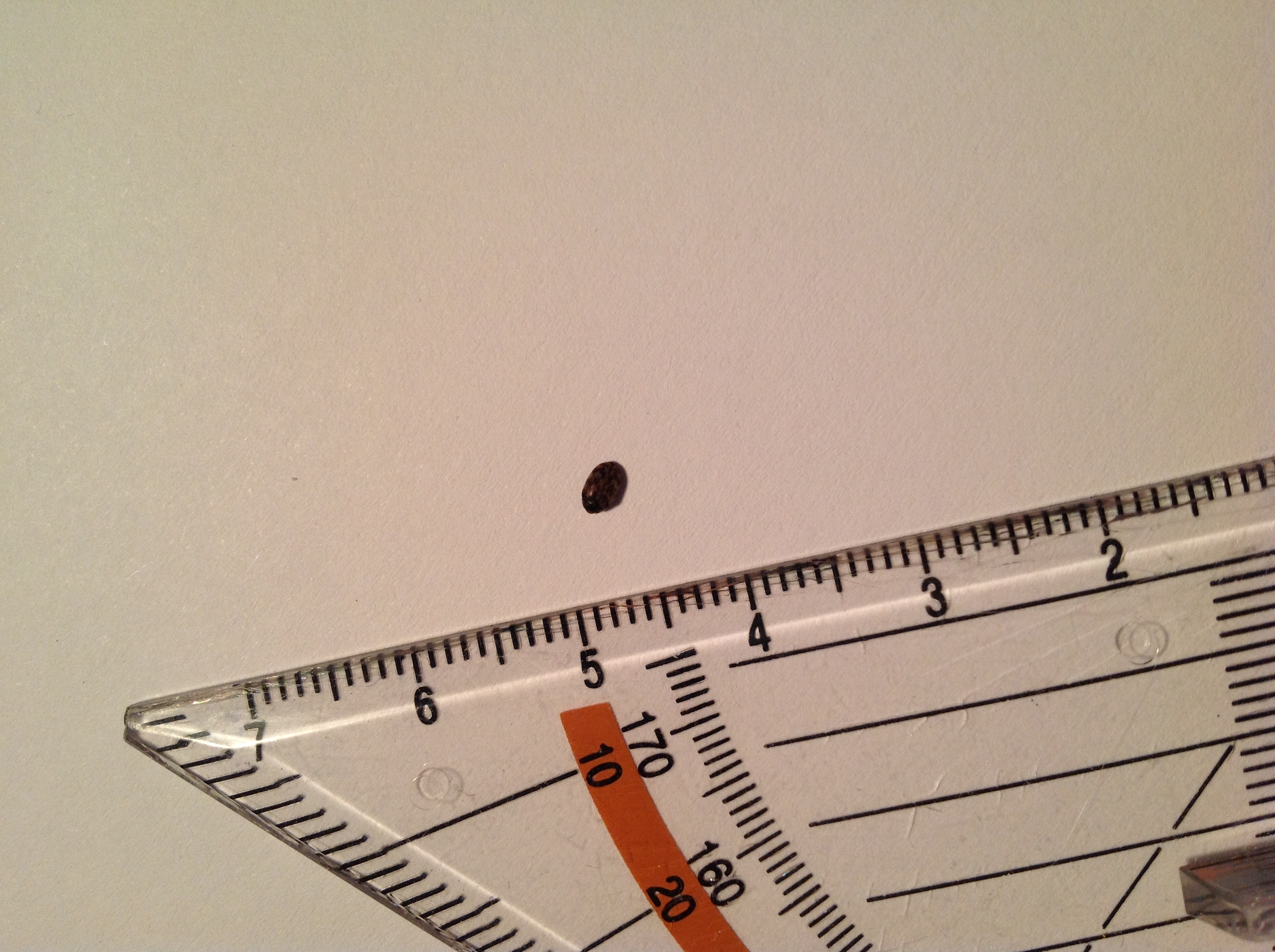 Ist Das Hier Eine Bettwanze Auf Meiner Matratze Gefunden Biologie Käfer Ungeziefer Ist Das Hier Eine Bettwanze Auf Meiner Matratze Gefunden Biologie Käfer Ungeziefer