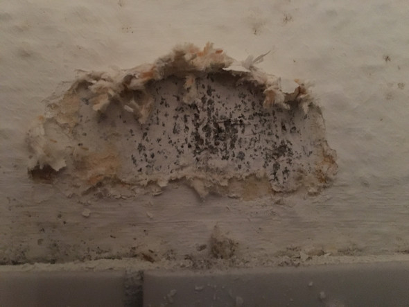 ist das hier schimmel unter der tapete haus