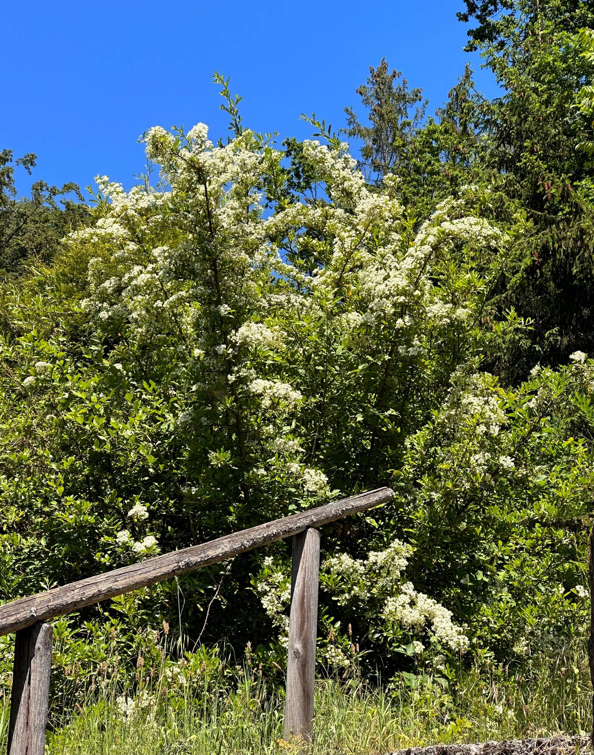 Ist das Holunder oder etwas anderes? (Pflanzen, Garten)