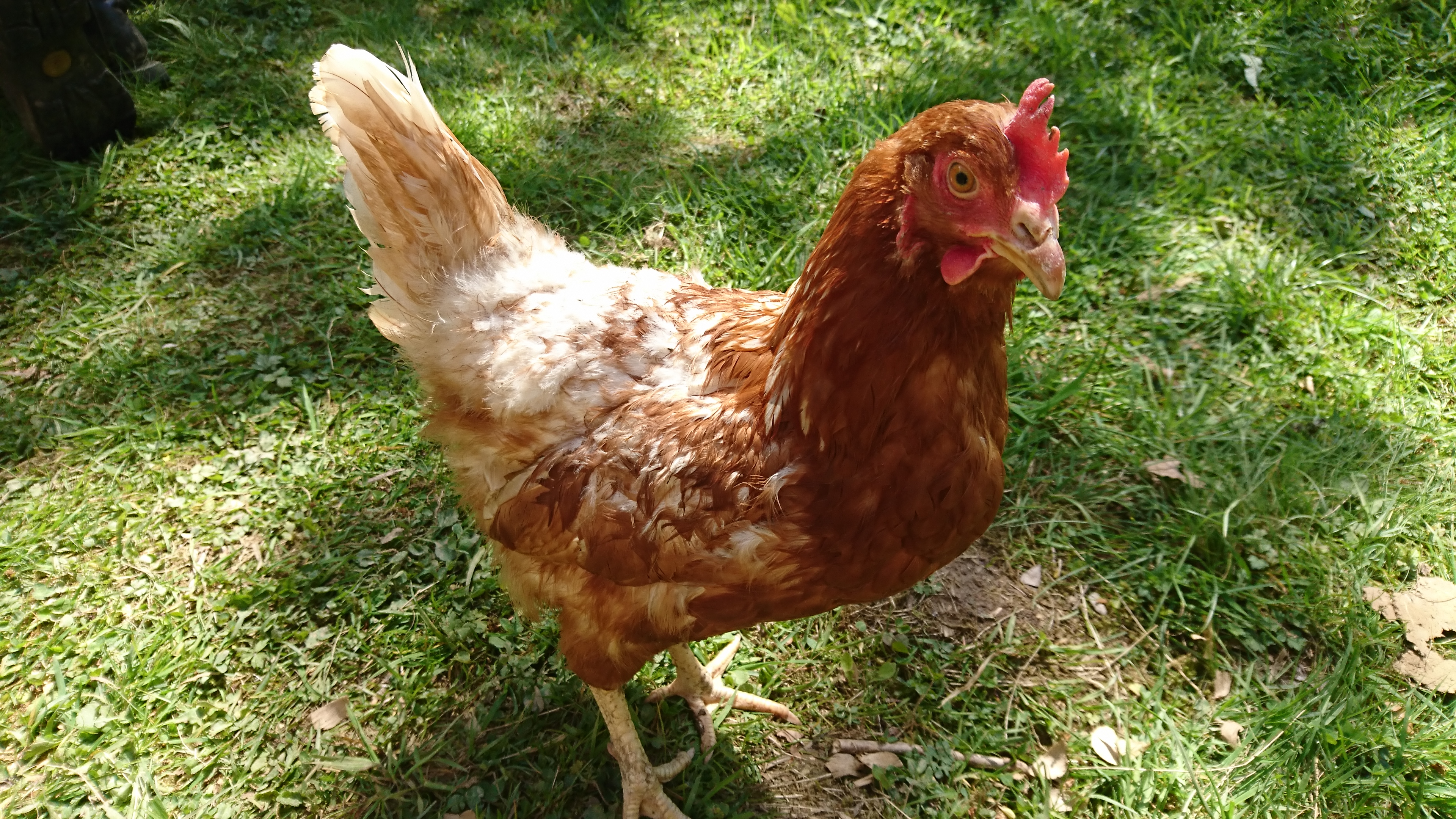 Ist das Huhn in der Mauser? (Tiere, Hühner, Hahn)