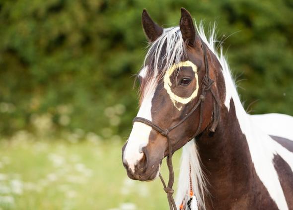 Ist Das Indianische Anmalen Von Pferden Schadlich Und Wie Organisiert Man Dass Am Besten Pferde Pony