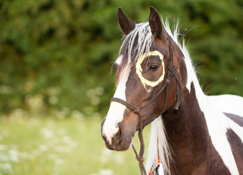 Ist das “Indianische-Anmalen” von Pferden schädlich und wie organisiert