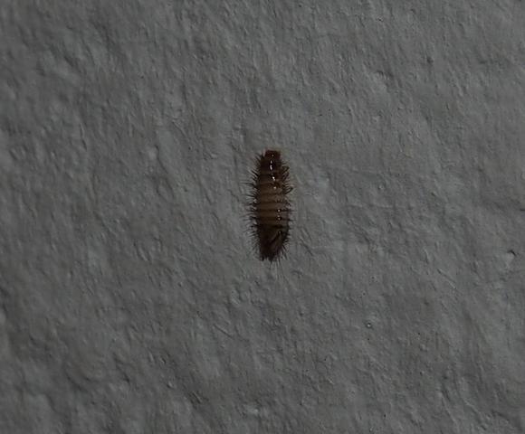 Insekt an der Wand - (Insekten, Schädlinge, Larven)