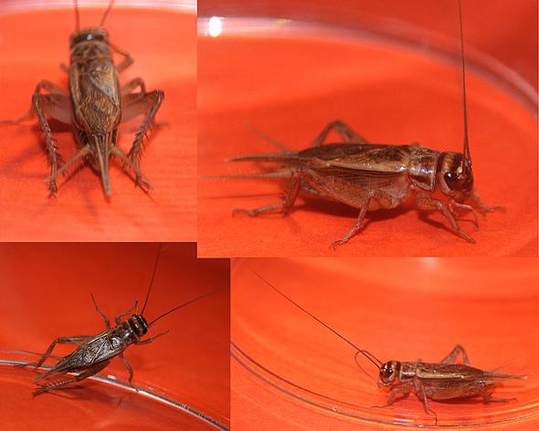 ... - (Insekten, Ungeziefer)