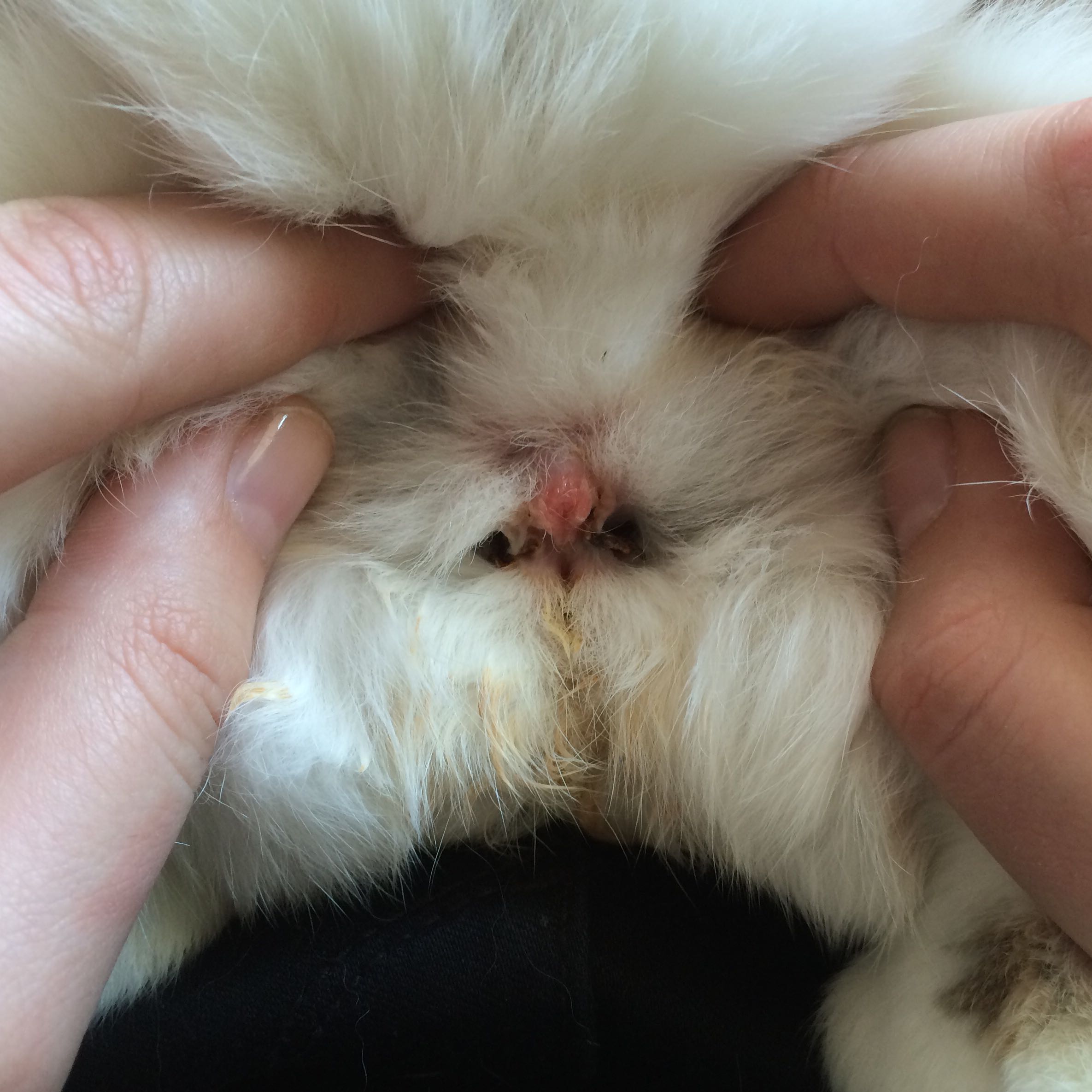 ist das kaninchen weiblich? (Geschlecht, Bestimmung, bock) ist das kaninchen weiblich? (Geschlecht, Bestimmung, bock)