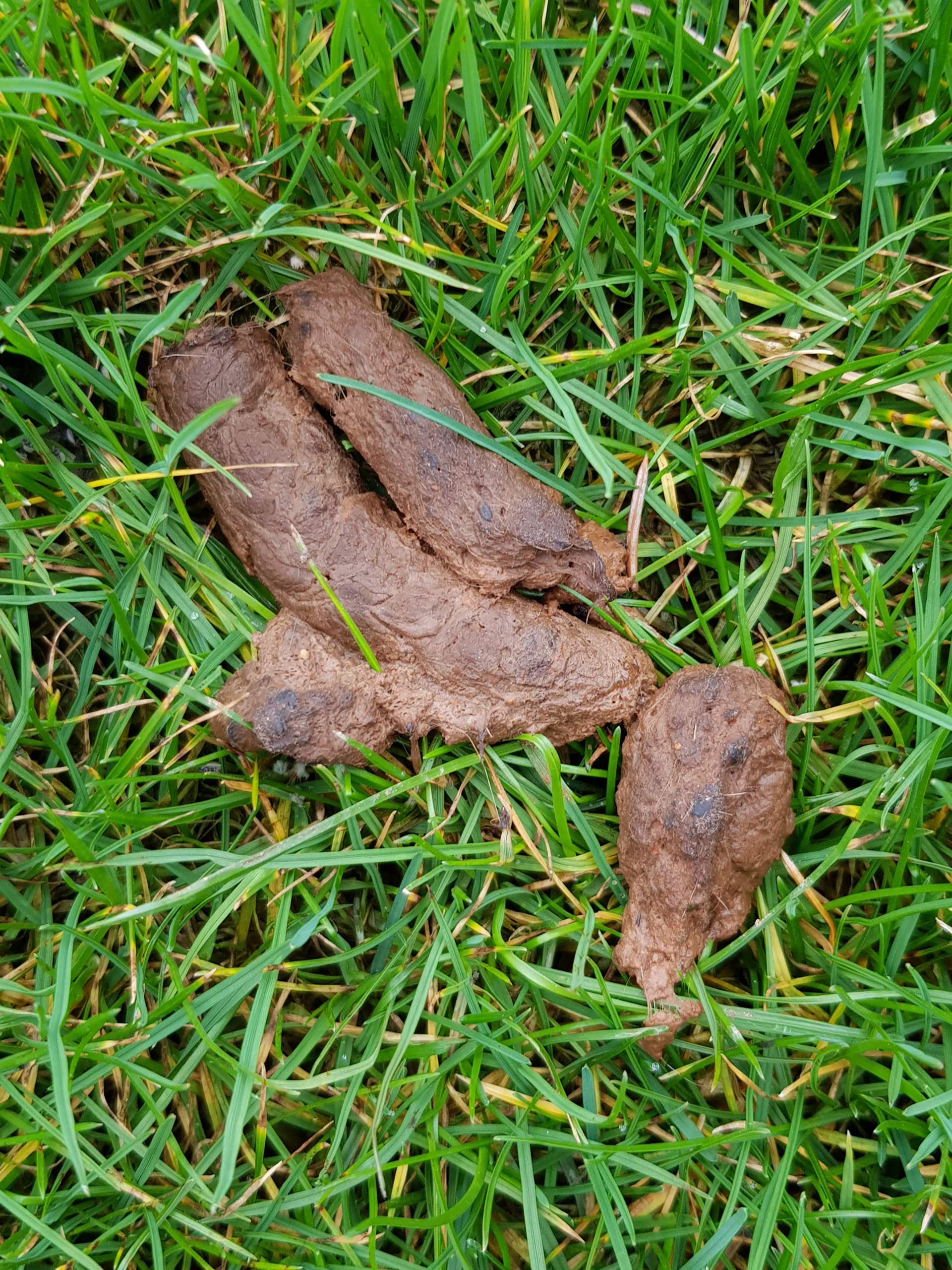 Ist Das Katzenkot Katzen Garten Ist Das Katzenkot Katzen Garten