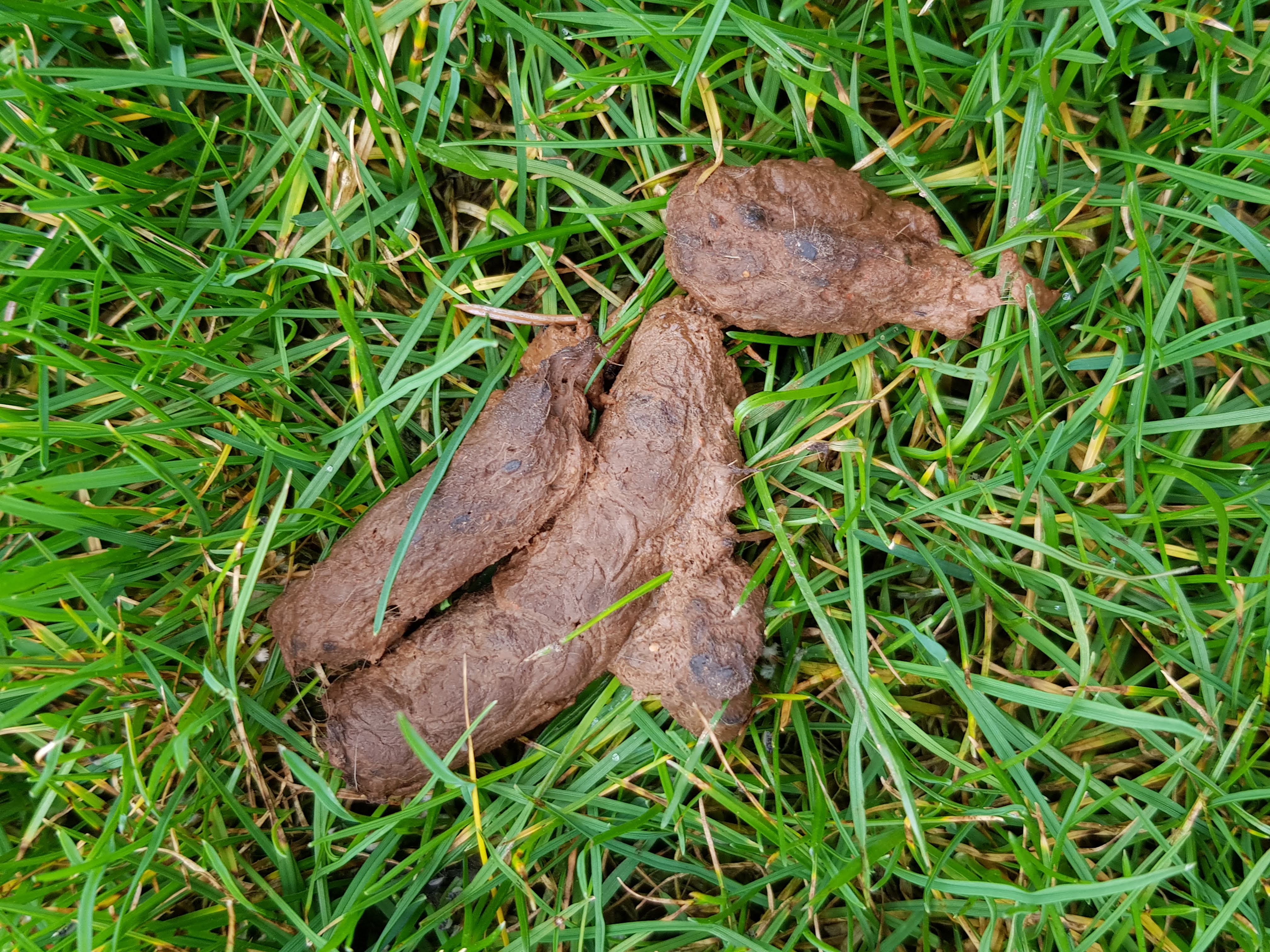 Katzenkot Im Garten Recht