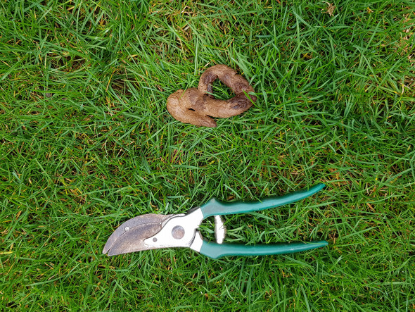 Ist Das Katzenkot Katzen Garten Ist Das Katzenkot Katzen Garten