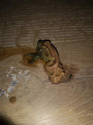 Ist Das Katzenkotze Katzen