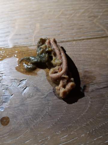 Ist Das Katzenkotze Katzen