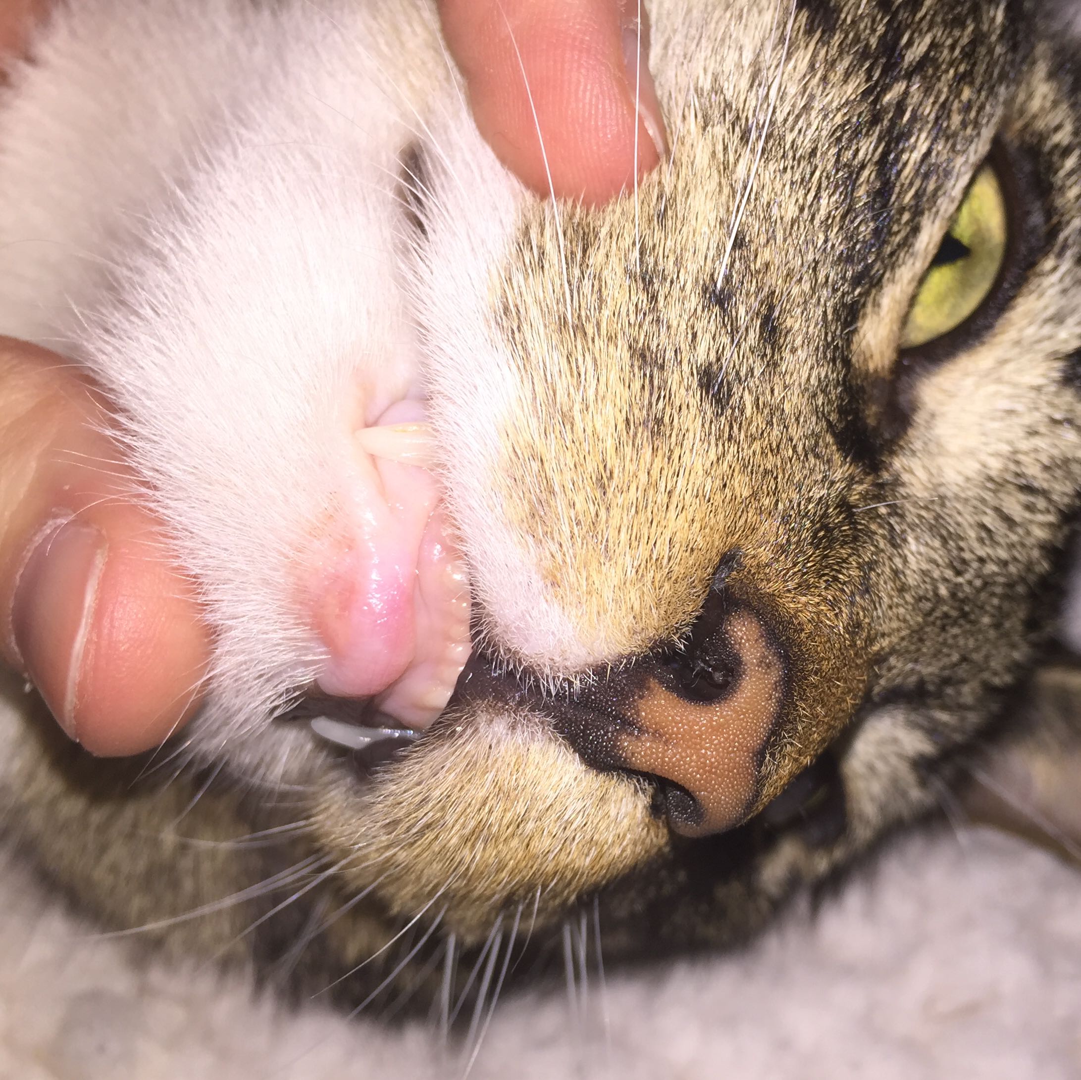 Ist das Kinnakne? (Tiere, Krankheit, Katze)