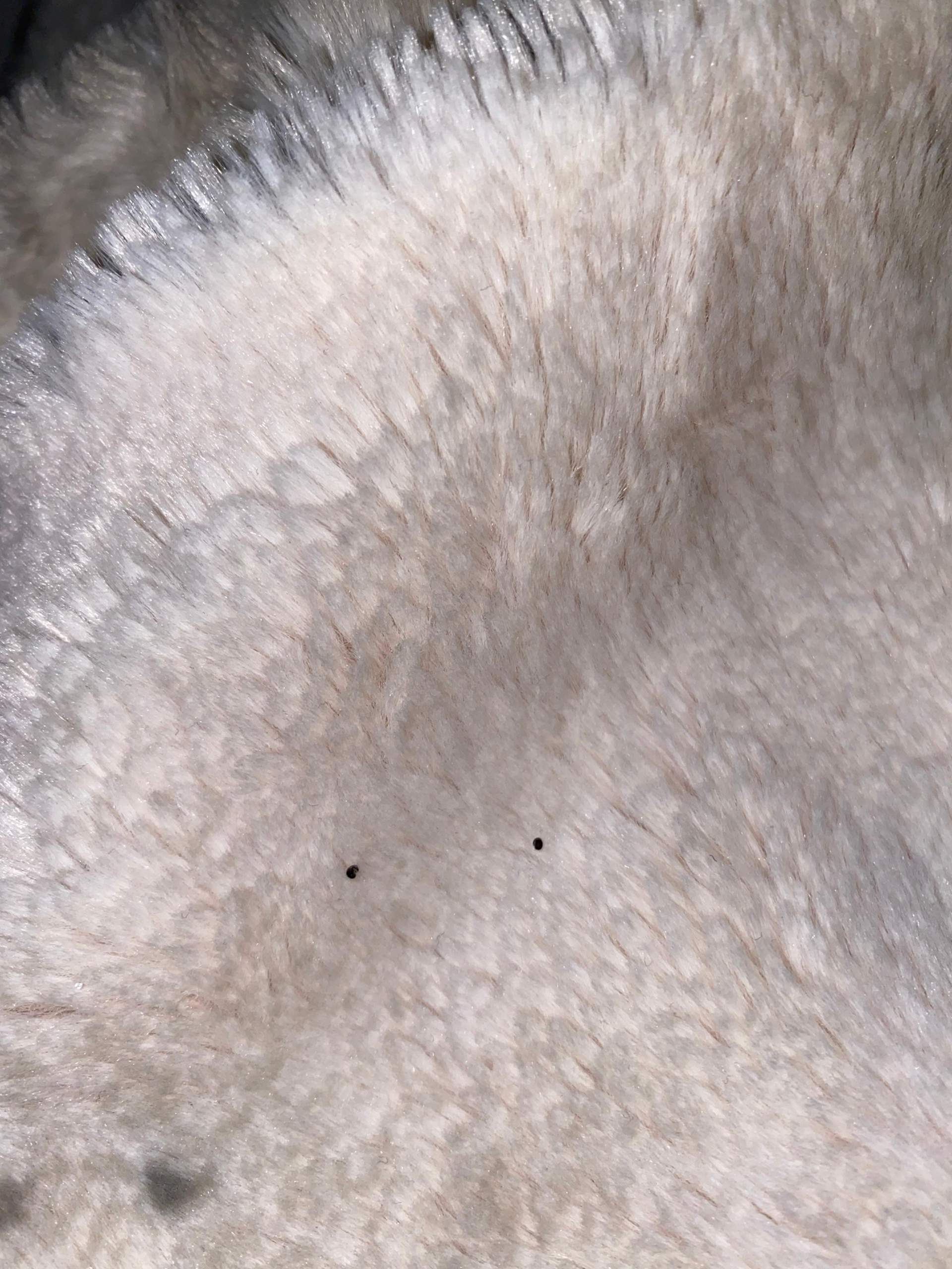 Ist das Kot oder ein Tier? (Gesundheit und Medizin, Insekten)