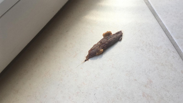 Ist Das Kot Tiere Katze Katzen