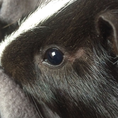 Da neben dem Auge fehlt das Fell🤔🙄 - (Angst, Meerschweinchen, Haarausfall)