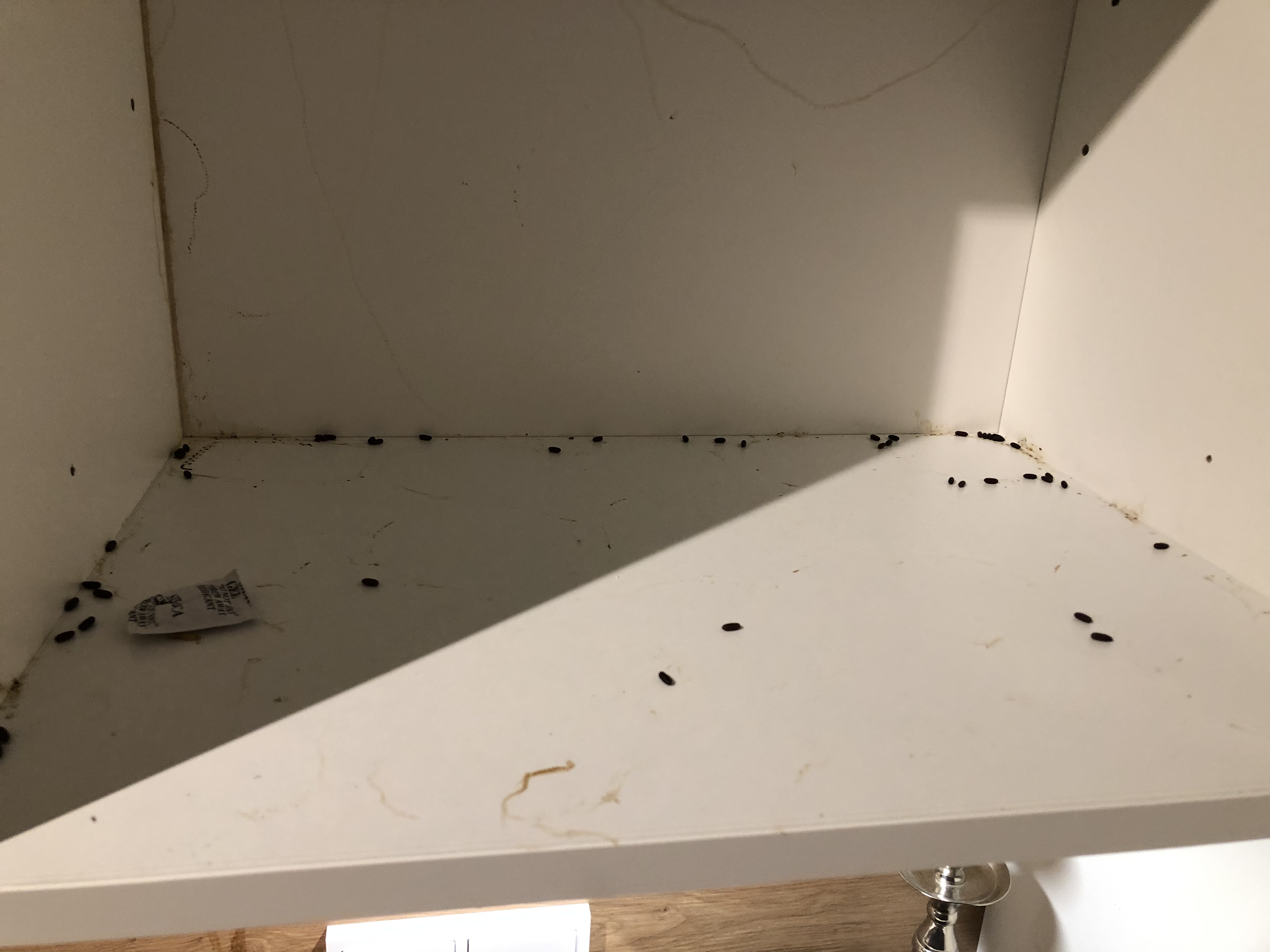 Ist das mäusekot im oberen Küchenschrank? (Maus, kuemmel, maeusekaefig)