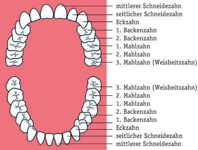 Gebiss Mensch - (Zahnarzt, Zahnspange)
