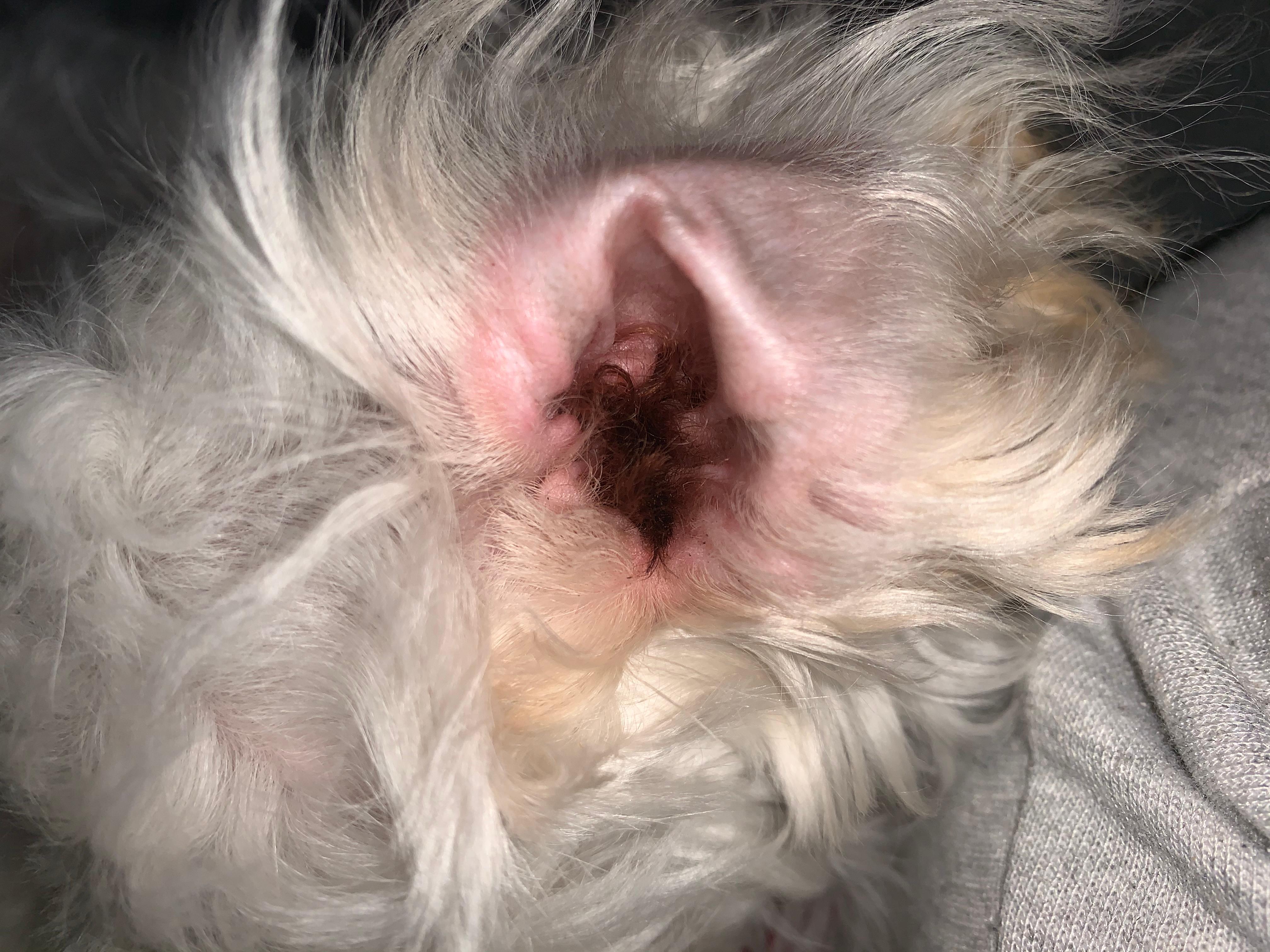 ist das normal bei hunde ohren welpen ohrenschmerzen