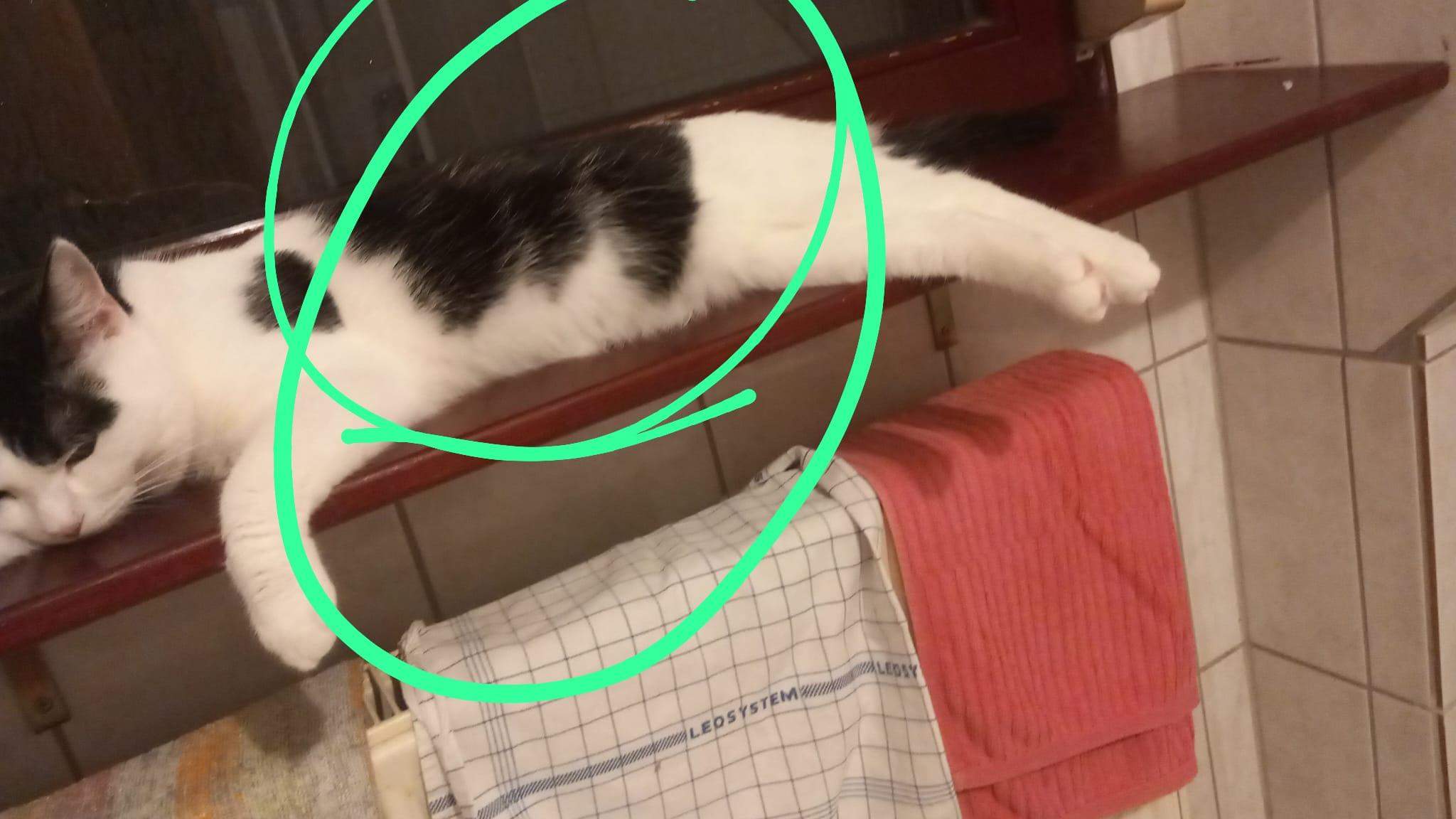 Ist das normal bei kater? (Katze, Tierarzt, Tiermedizin)