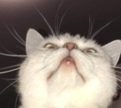 Ist Das Normal Bei Katzen Das Sie Sowas An Der Lippe Haben Gesundheit Und Medizin Tierarzt Artgerechte Haltung Ist Das Normal Bei Katzen Das Sie Sowas An Der Lippe Haben Gesundheit Und Medizin Tierarzt Artgerechte Haltung
