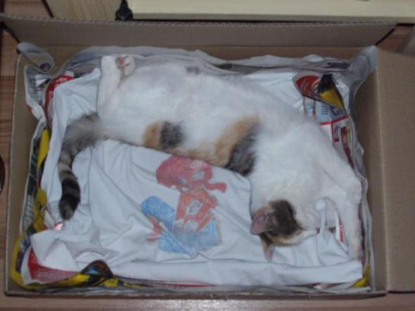 3. verion Karton - (Katze, schwanger, Geburt)