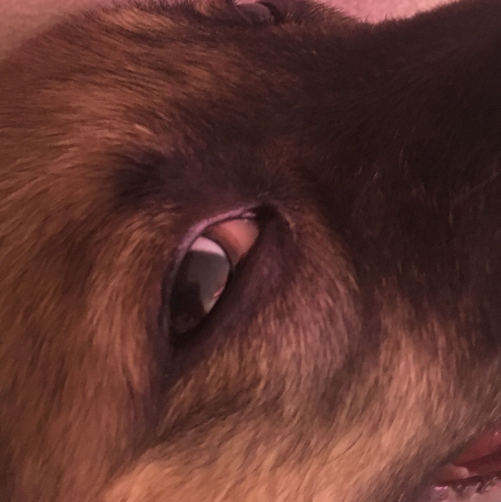 ist das normal bei meinen welpen hund augen entzundung