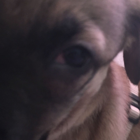 ist das normal bei meinen welpen hund augen entzundung