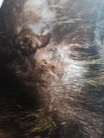 ist das normal bei meiner katze gesundheit und medizin tiere haustiere