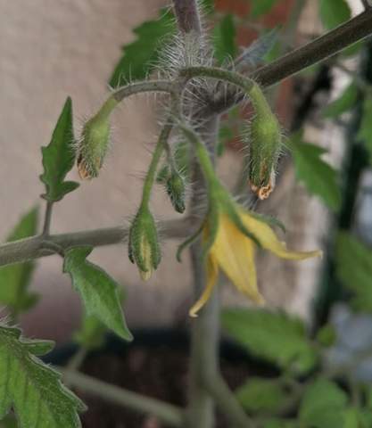 Ist das normal bei Tomatenpflanzen?