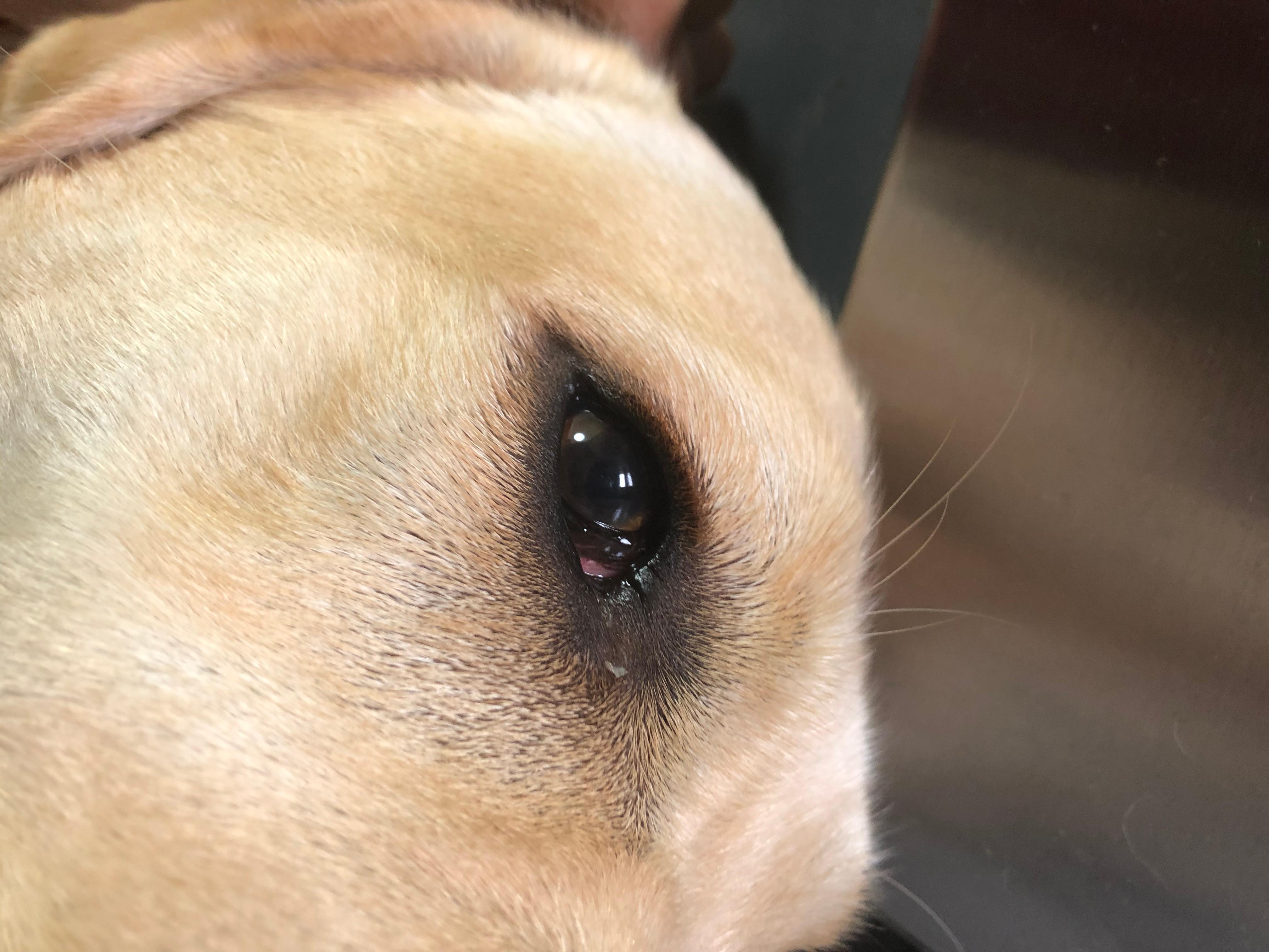 ist das normal beim hundeauge gesundheit und medizin hund tiermedizin