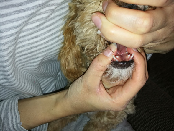 - (Gesundheit und Medizin, Tiere, Hund)