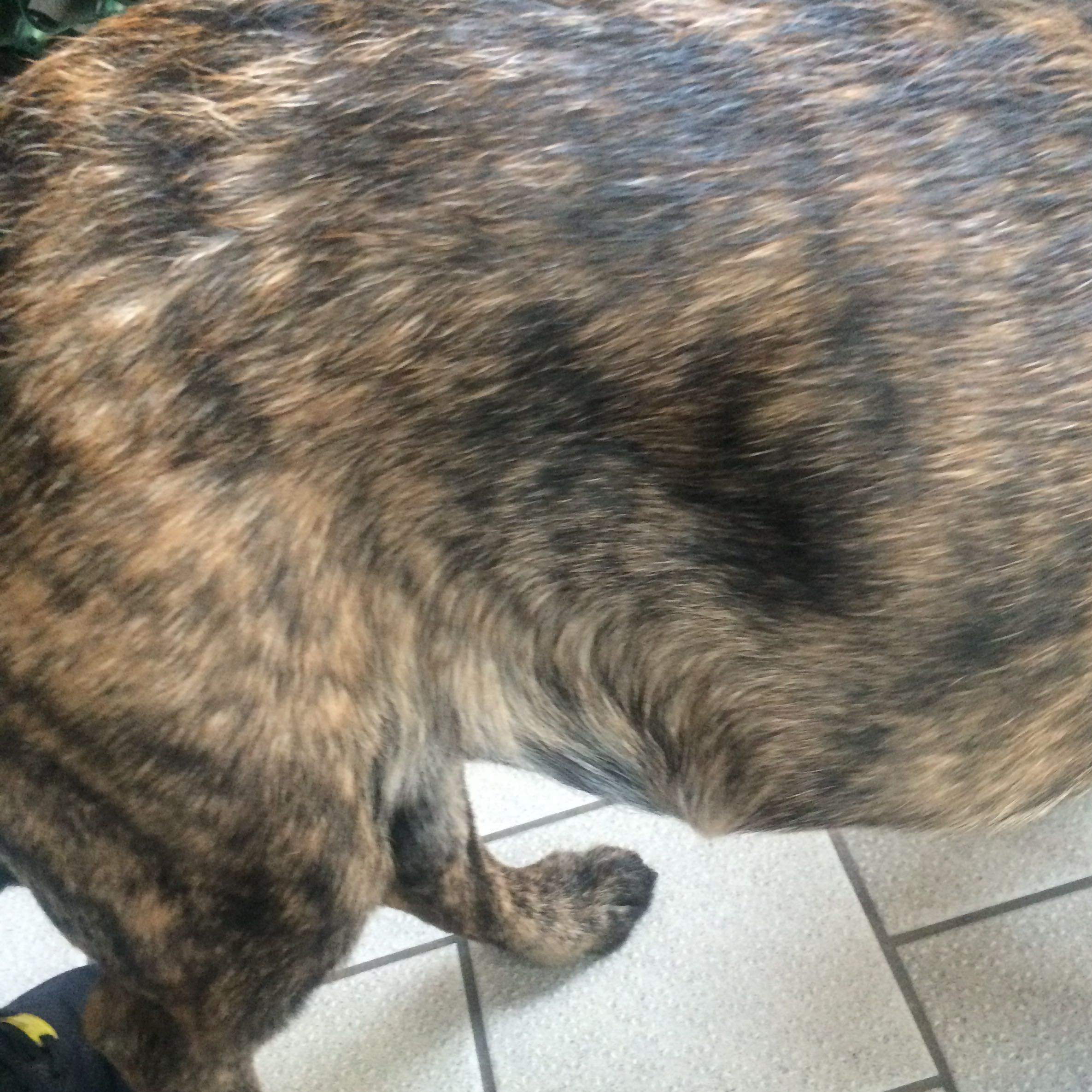 Ist das normal das mein Hund so dünn ist ?