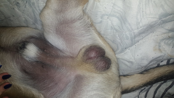 Ist Das Normal Das Mein Hund Die Hoden Und Die Haut Untenrum Schwarz Ist Hautfarbe