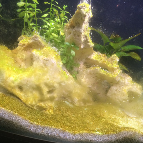 Ist das normal in der Einlaufphase des AQ? (Wasser, Pflanzen, Aquarium)